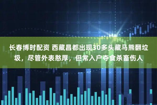 长春博时配资 西藏昌都出现30多头藏马熊翻垃圾，尽管外表憨厚，但常入户夺食杀畜伤人