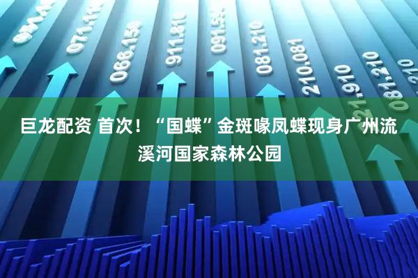 巨龙配资 首次！“国蝶”金斑喙凤蝶现身广州流溪河国家森林公园